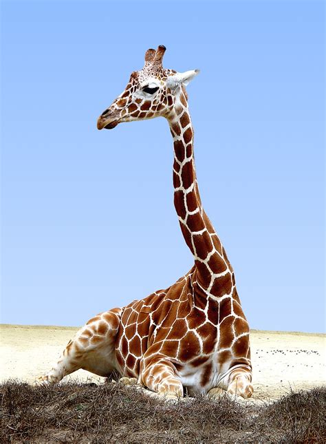 Resting Giraffe By Michael Sheridan Redbubble