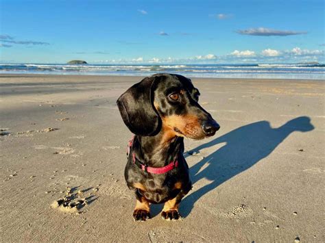 17 Dog-Friendly Beachside Holiday Rentals on the NSW North Coast ...