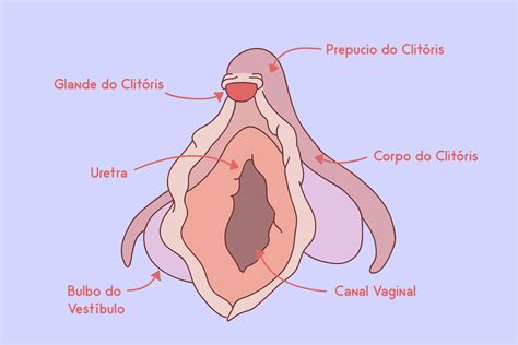 14 curiosidades sobre o clitóris órgão feminino do prazer CLAUDIA
