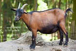 Brown Goat Free Stock Photo - Public Domain Pictures