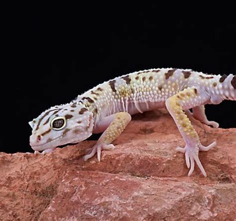 A Beginners Guide To Owningcaring For A Leopard Gecko Pethelpful
