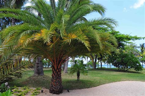 20 Cold Hardy Palm Trees For Freezing Weather