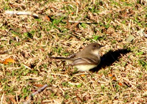 Which Wren Central Texas 78070 On 1292019 Help Me Identify A North