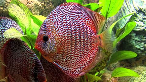 Some Leopard Snakeskin Discus Youtube