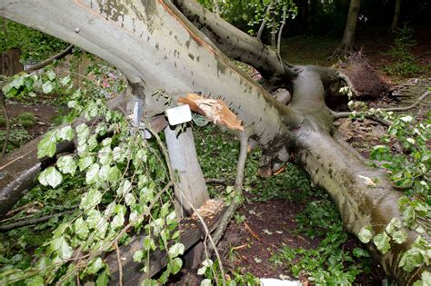 Fallen Tree In Tp Woods Yorkshirelive