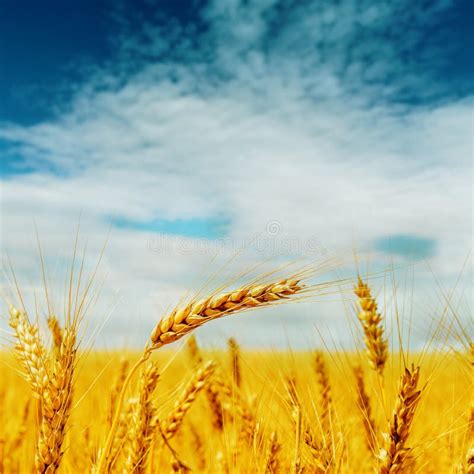 Golden Harvest Under Blue Cloudy Sky Stock Photo Image Of Close