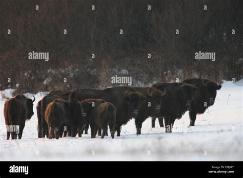 Wisent European Bison Bison Bonasus On Snow Watching The