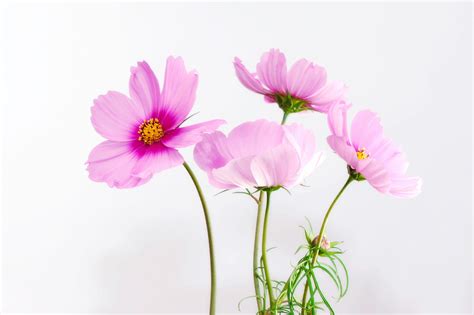 Pink Petaled Flowers Hd Wallpaper Wallpaper Flare