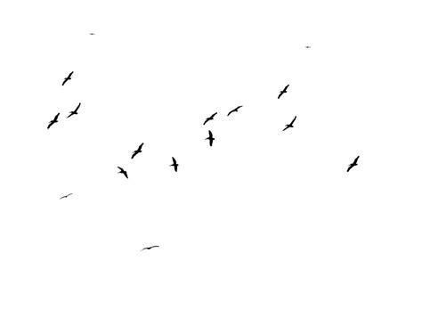 Flock Bird Migration White Font Flying Raven Overlay Png Download