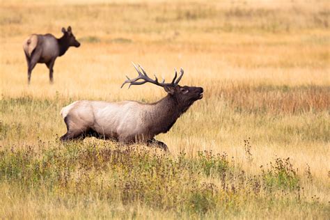 Free Images Nature Meadow Prairie Animal Male Wildlife Wild