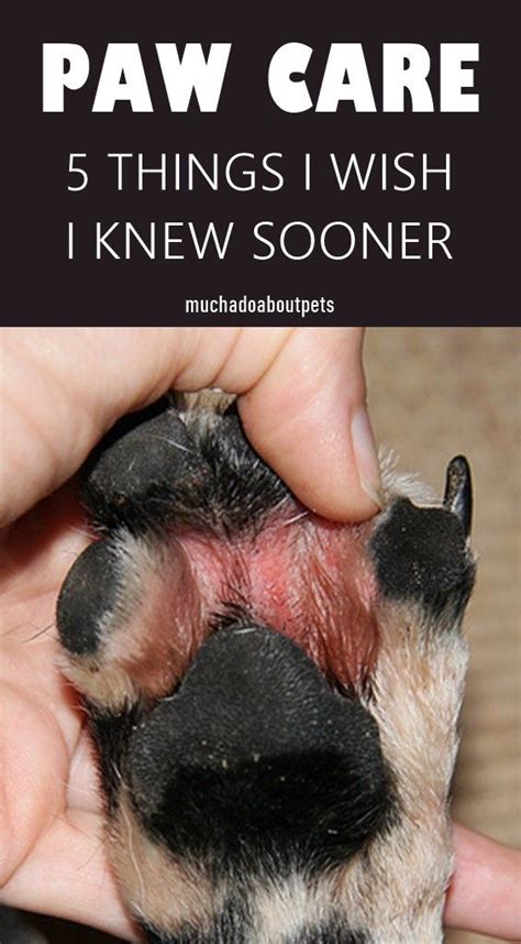 5 Tips To Care For Your Dogs Paws In 2020 Paw Care Dog Paw Care