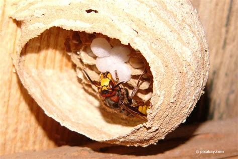 Zwar sind hornissen von natur aus friedfertig und stechen nicht ohne grund, aber trotzdem geht ein potenzielles risiko von ihnen aus. Hornissen im Rolladenkasten: was tun, bei einem ...