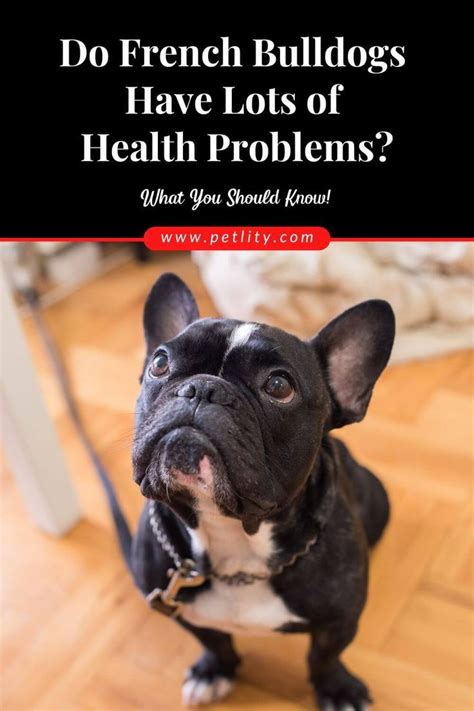 Do French Bulldogs Have Lots Of Health Problems French Bulldog