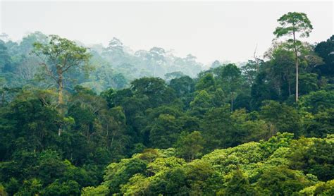 Tropical Forests Can No Longer Absorb Excess Carbon Dioxide