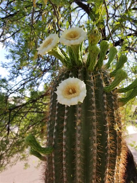 Arizonas State Flower The Saguaro Blossom Gardening