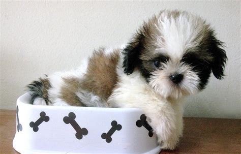 12 Adorable Shih Tzus Who Will Make Your Day Better