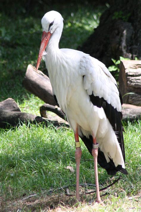 Check spelling or type a new query. European White Stork | Animals | Animals | Detroit zoo ...
