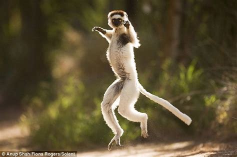 Dancing Monkeys And Lemurs