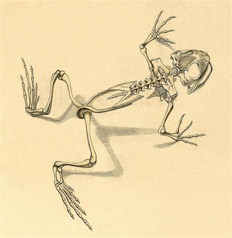 Frog Skeleton Scientific Illustration Animal Skeletons Scientific