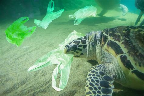 How Banning Plastic Could Be More Harmful To The Environment