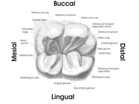Maxillary First Molar Occlusal Anatomy