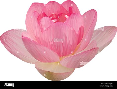 Low Poly Illustration Of A Lotus Flower Stock Photo Alamy