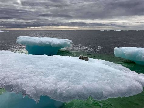 Fisherman Rescues Arctic Fox Stranded On Iceberg The Dodo