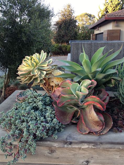 Succulents Can Get Huge Succulents Pinterest Gardens