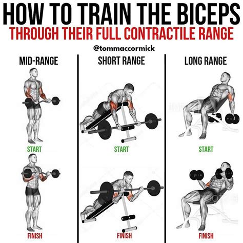 Complete Biceps Training Love This Post By Tommaccormick To Fully