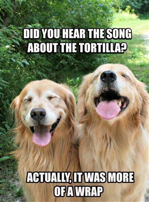 Sit back & enjoy a laugh with these funny animal memes from some of ur favorite creatures and critters! 44 Funny Animal Memes With Captions - Animal Photos with ...