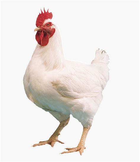 White Hen Png Photo Background Broiler Chicken Transparent Png Kindpng