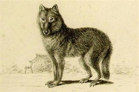 How Did Wolves Evolve Into Dogs