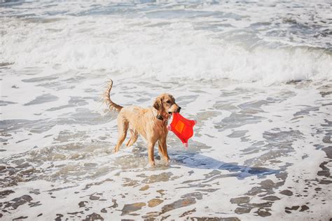 Solana beach is the closest dog wash to del mar dogs beach. Lifestyle photos | Dirty Dogs Solana Beach - Melissa Montoya Photography
