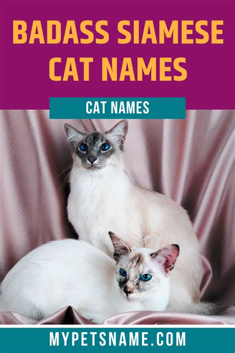 Siamese Cat Names