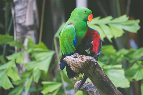 Bird Animal Parrot Branch Trees Plants Green Leaves Beak