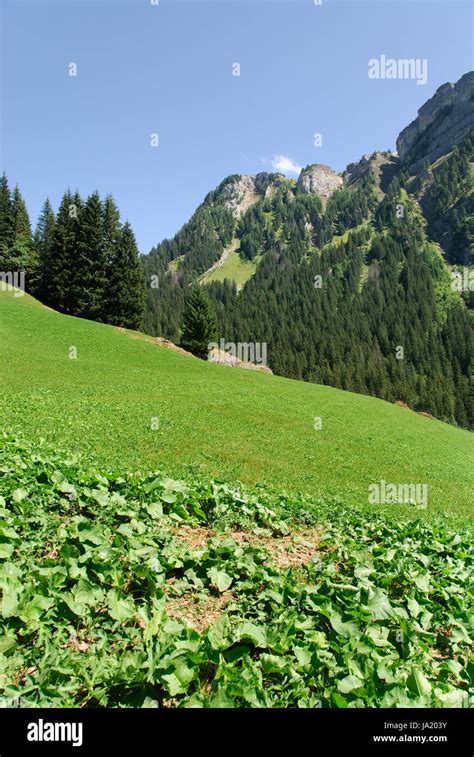 Tourism Switzerland Vegetation Meadow Lawn Green Environment