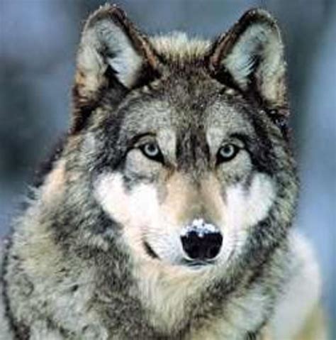 Wolf Dog Hybrids Hubpages