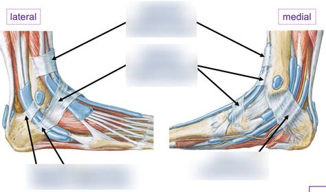 Ankle Retinacula Diagram Quizlet