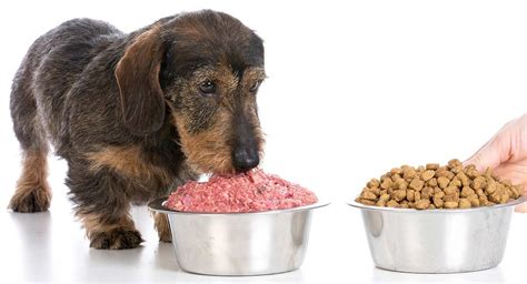 Best food for dachshund puppies good dry dog food for mini dachshunds adults the best dog food brands for dachshund puppies, adults & senior weiner dogs. Best Dog Food for Dachshunds - Find The Right Dachshund ...