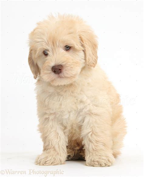 Dog Cute Toy Goldendoodle Puppy Sitting Photo Wp38635