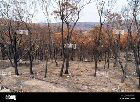 Bush Fire Damaged Eucalyptus Trees In The Blue Mountains In Australia