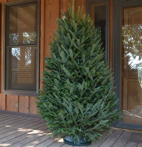 National Plant Network Real Fraser Fir To Tall Fresh Cut