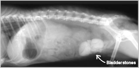 However, these include the the vet will be able to detect abnormal shape and size of the kidney stones in the urinary passageways. Dog Bladder Stones in Golden Retvievers :Causes, Symptoms ...