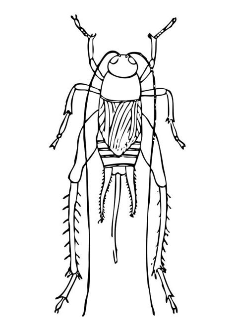 Cricket Insect Coloring Page