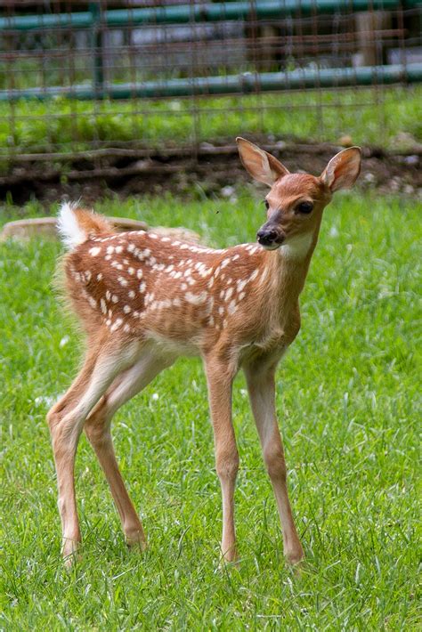 Dvids Images Your Environment Do Not Touch Or Remove Fawns From