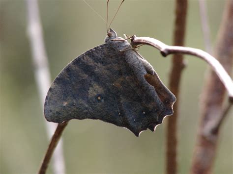 Evening Brown Butterfly Melanitis Leda Bankia