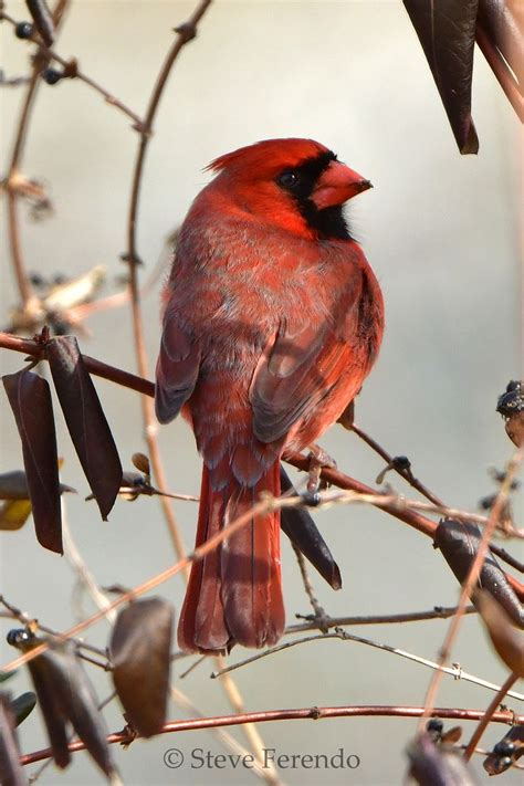 Natural World Through My Camera Northern Cardinals