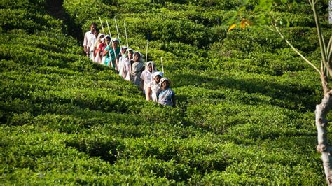 Tea In Sri Lanka Travelers Take Sips Steeped History