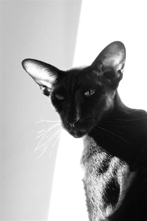 85 Best Images About Oriental Shorthair Black Cats On