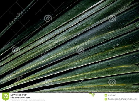 Green Palm Leaves Nature With Rain Drop Stock Image Image Of Detail